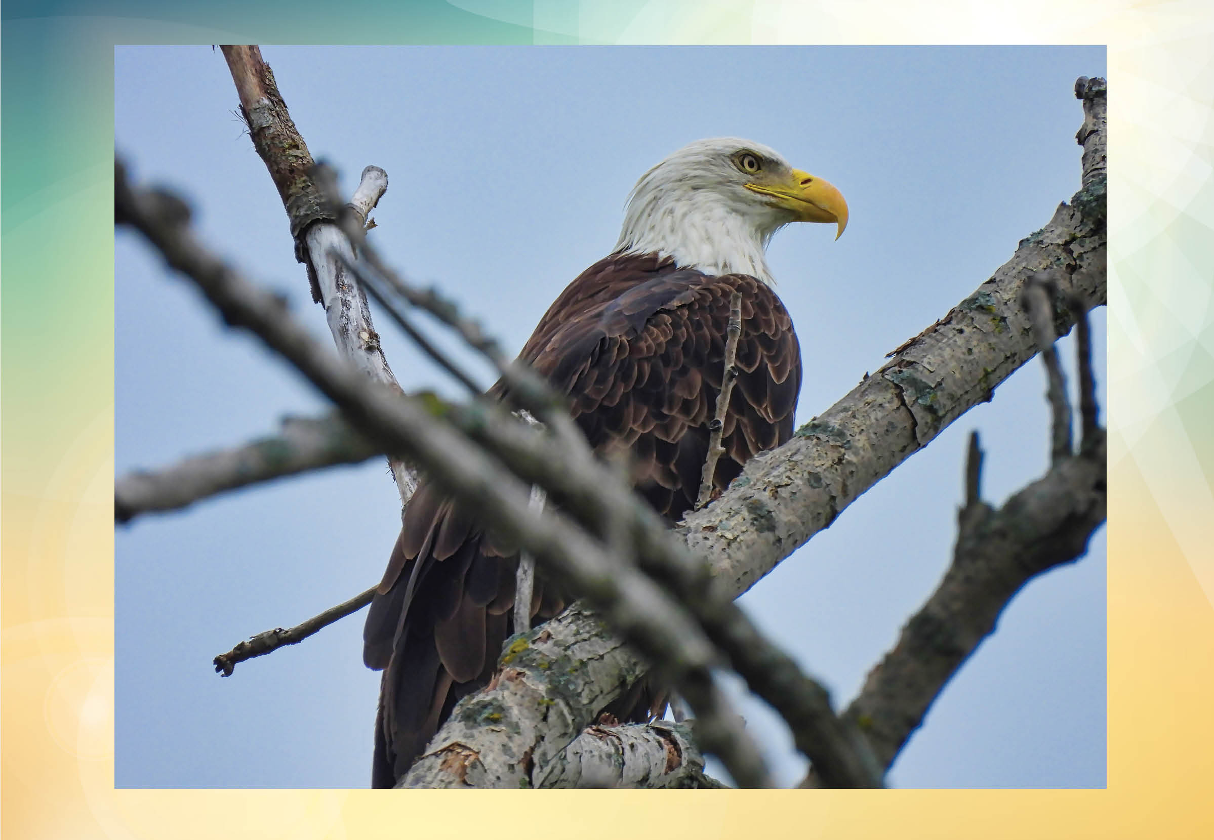 Bald Eagles Beyond the Basics City of Bloomington MN